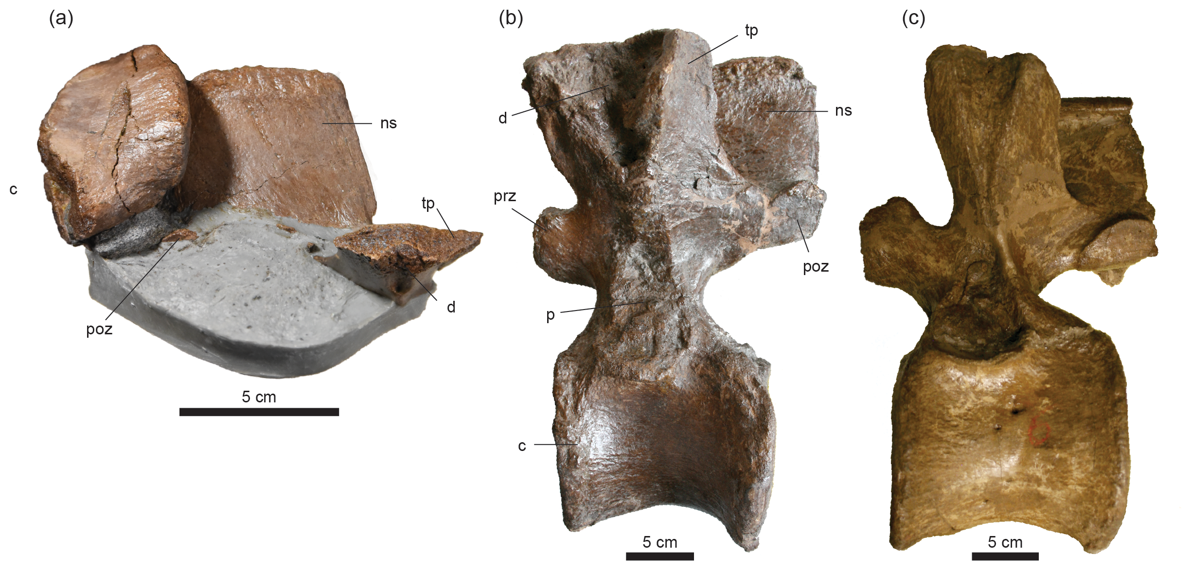 FR An Ankylosaurian Dinosaur From The Cenomanian Dunvegan Formation FR An Ankylosaurian Dinosaur From The Cenomanian Dunvegan Formation