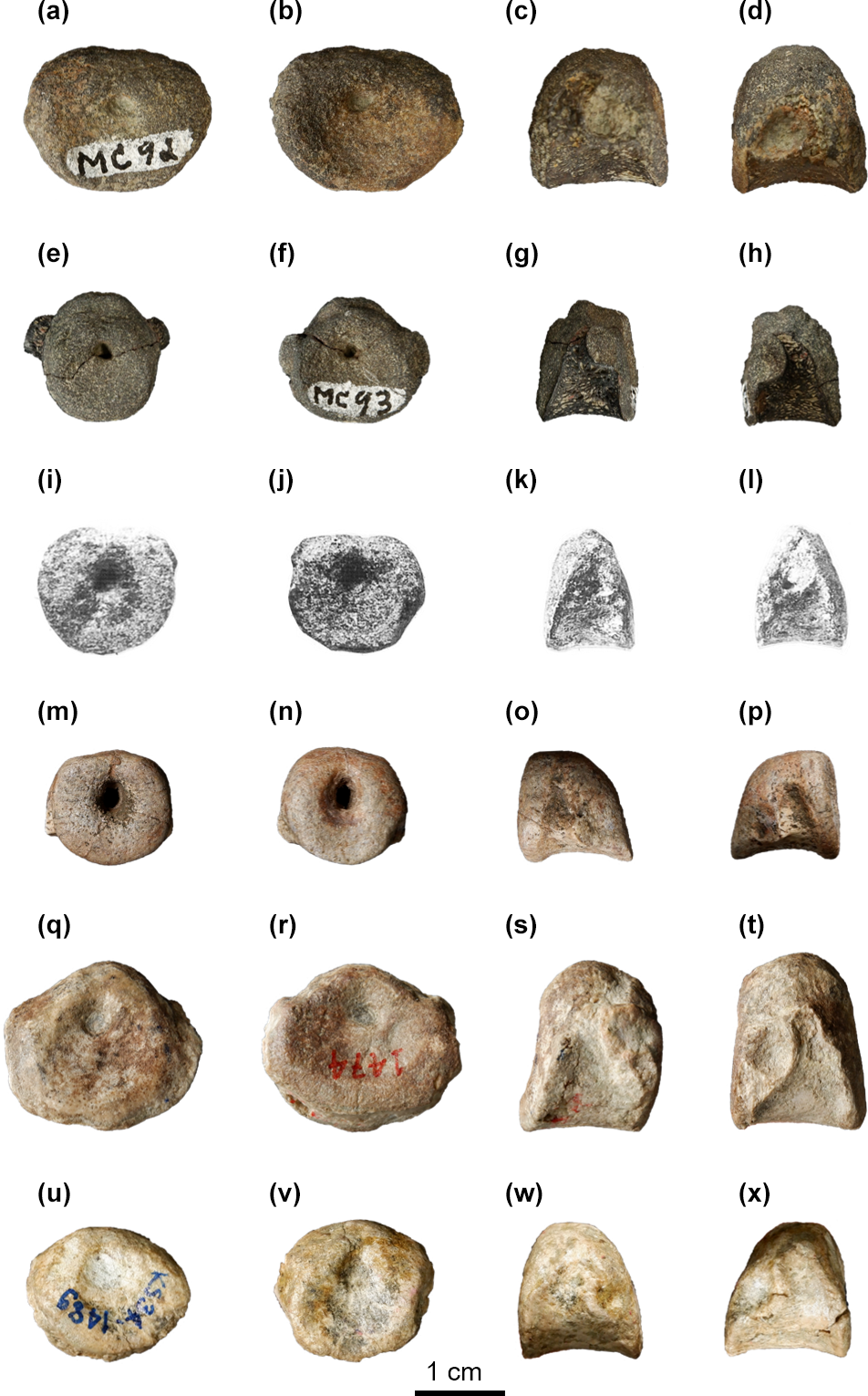 Fr First Occurrence Of Brachyopid Temnospondyls In Southeast Asia And Review Of The Mesozoic Amphibians From Thailand