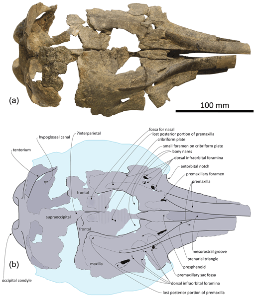 FR Relations The Second Fossil Species Of Cathartosilvanus 